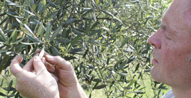 harvesting olives for olive oil